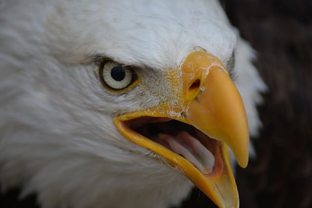Braviary